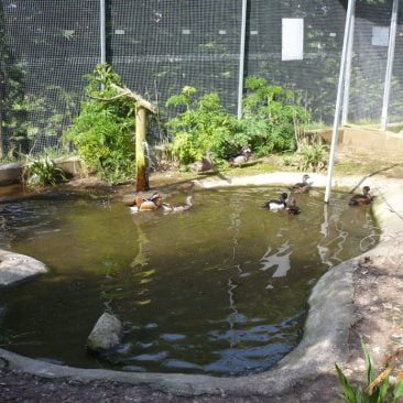 Patos y anátidas
