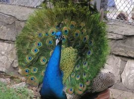 Pavos