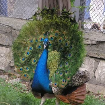 Venta de pavos reales