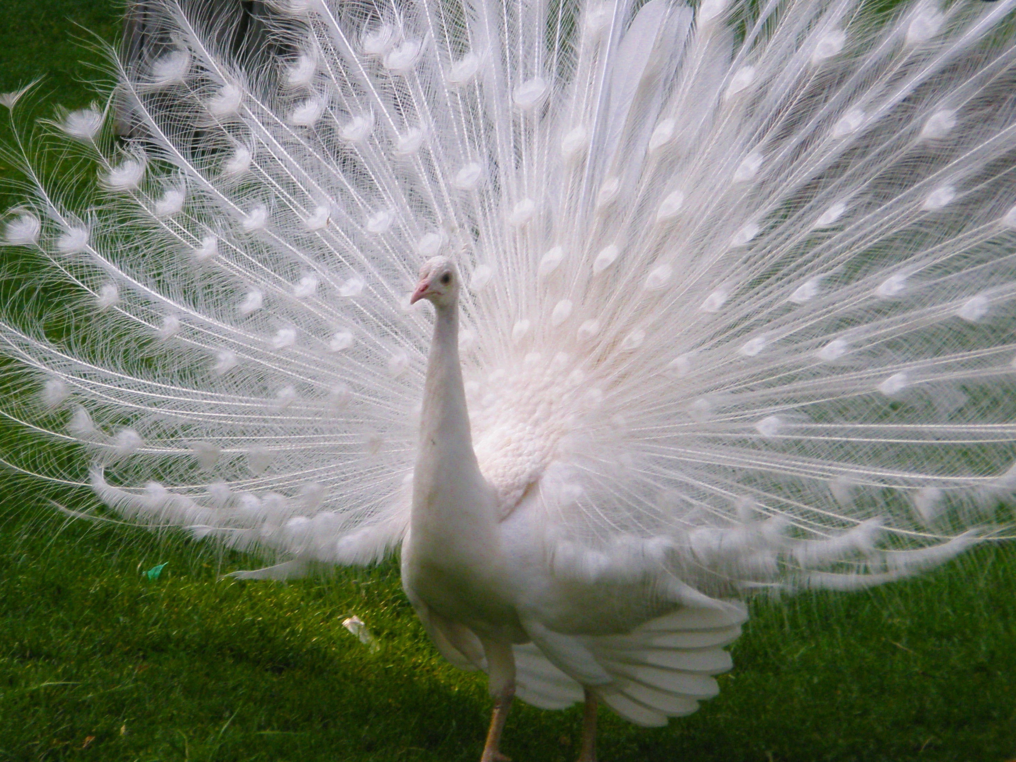 fascismo Ordenanza del gobierno cinturón PAVO REAL BLANCO | Cría y Venta de Faisanes