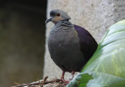TORTOLA VERSICOLOR DE JAMAICA