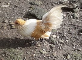 gallinas